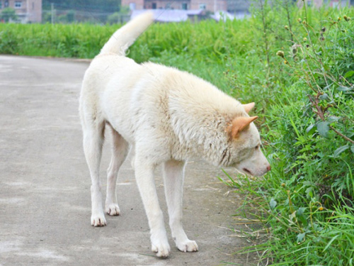 Cão pastor chinês
